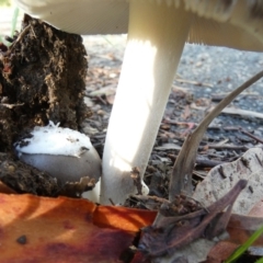 Amanita sp. at QPRC LGA - 18 Jan 2024