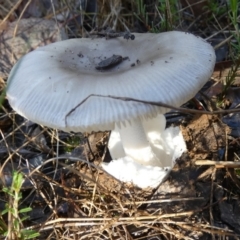 Amanita sp. (Amanita sp.) at Bicentennial Park - 18 Jan 2024 by Paul4K