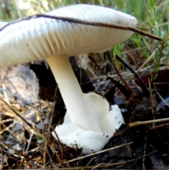 Amanita sp. at Bicentennial Park - 18 Jan 2024