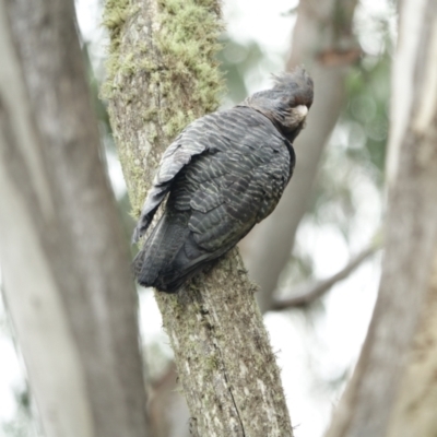 Callocephalon fimbriatum (Gang-gang Cockatoo) at Bimberi Nature Reserve - 16 Jan 2024 by Ct1000