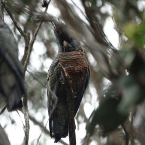 Callocephalon fimbriatum at Bimberi Nature Reserve - 16 Jan 2024