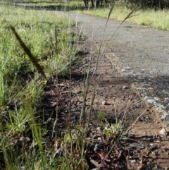 Bothriochloa macra at Bicentennial Park - 18 Jan 2024