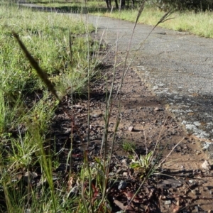 Bothriochloa macra at Bicentennial Park - 18 Jan 2024