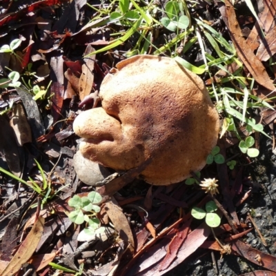 Unidentified Cap on a stem; gills below cap [mushrooms or mushroom-like] at QPRC LGA - 17 Jan 2024 by Paul4K