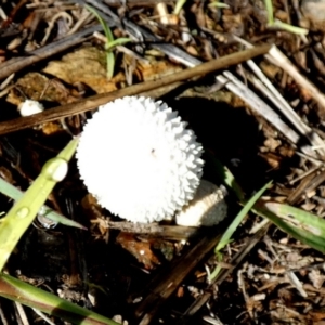 zz puffball at Bicentennial Park - 18 Jan 2024 07:23 AM