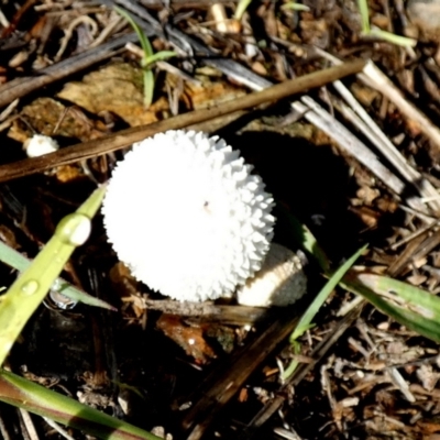Unidentified Simple spore sac, with an apical hole [puffballs] at QPRC LGA - 17 Jan 2024 by Paul4K