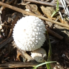 zz puffball at Bicentennial Park - 18 Jan 2024