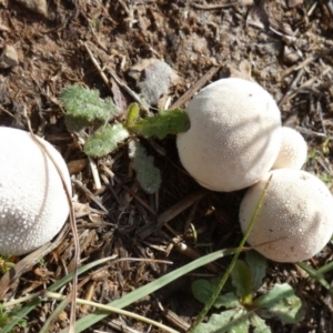 zz puffball at Bicentennial Park - 18 Jan 2024 07:23 AM