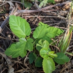 Ficus carica (Fig) at The Pinnacle - 18 Jan 2024 by CattleDog