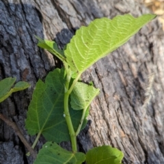 Ficus carica at The Pinnacle - 18 Jan 2024 10:06 AM