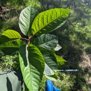 Prunus sp. at The Pinnacle - 18 Jan 2024