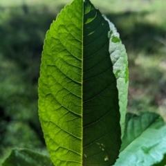 Prunus sp. at The Pinnacle - 18 Jan 2024