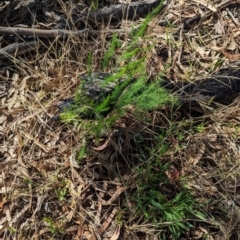 Asparagus officinalis (Asparagus) at Hawker, ACT - 17 Jan 2024 by CattleDog