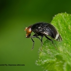 Depressa albicosta (A lauxid fly) at Weston, ACT - 15 Jan 2024 by Kenp12