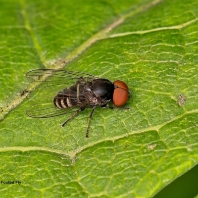 Lindneromyia sp. (Flat-footed fly) at Weston, ACT - 14 Jan 2024 by Kenp12