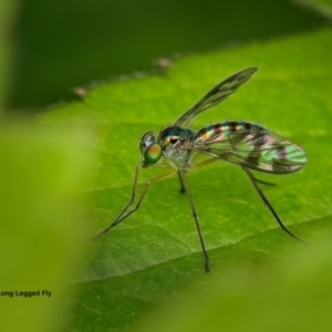 Heteropsilopus ingenuus at Weston, ACT - 14 Jan 2024