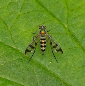 Heteropsilopus ingenuus at Weston, ACT - 14 Jan 2024