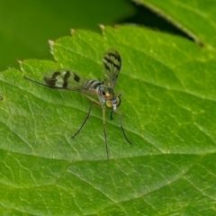 Heteropsilopus ingenuus at Weston, ACT - 14 Jan 2024