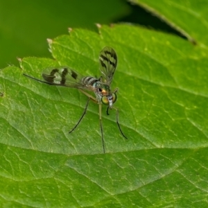 Heteropsilopus ingenuus at Weston, ACT - 14 Jan 2024