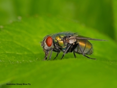 Lucilia cuprina (Australian sheep blowfly) at Weston, ACT - 14 Jan 2024 by Kenp12