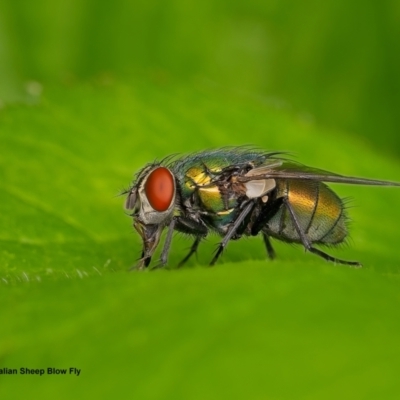 Lucilia cuprina (Australian sheep blowfly) at Weston, ACT - 14 Jan 2024 by Kenp12