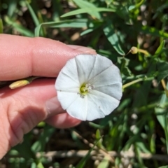 Convolvulus arvensis (Bindweed) at Bungowannah, NSW - 17 Jan 2024 by Darcy