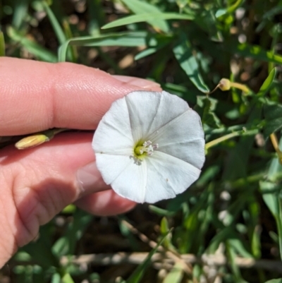 Convolvulus arvensis (Bindweed) at Bungowannah, NSW - 18 Jan 2024 by Darcy