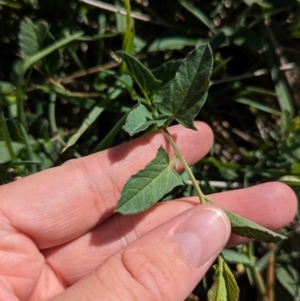 Convolvulus arvensis at Bungowannah, NSW - 18 Jan 2024 09:48 AM