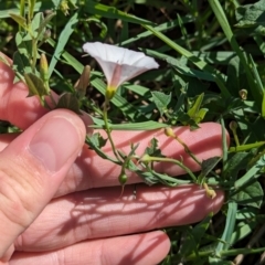 Convolvulus arvensis at Bungowannah, NSW - 18 Jan 2024 09:48 AM