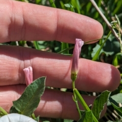 Convolvulus arvensis at Bungowannah, NSW - 18 Jan 2024