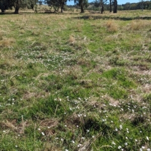 Convolvulus arvensis at Bungowannah, NSW - 18 Jan 2024