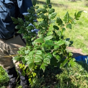 Koelreuteria paniculata at The Pinnacle - 18 Jan 2024 09:39 AM