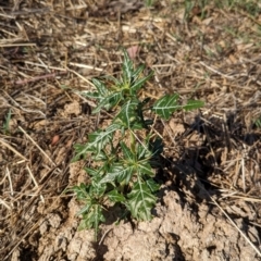 Xanthium spinosum (Bathurst Burr) at Bungowannah, NSW - 17 Jan 2024 by Darcy