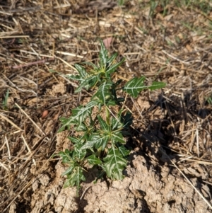 Xanthium spinosum at Bungowannah, NSW - 18 Jan 2024 09:50 AM