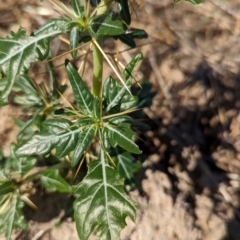 Xanthium spinosum at Bungowannah, NSW - 18 Jan 2024 09:50 AM