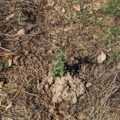 Xanthium spinosum at Bungowannah, NSW - 18 Jan 2024