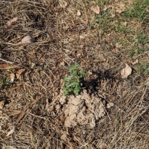 Xanthium spinosum at Bungowannah, NSW - 18 Jan 2024 09:50 AM