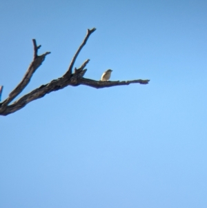 Pardalotus striatus at Bungowannah, NSW - 18 Jan 2024 09:55 AM