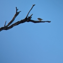 Pardalotus striatus at Bungowannah, NSW - 18 Jan 2024 09:55 AM