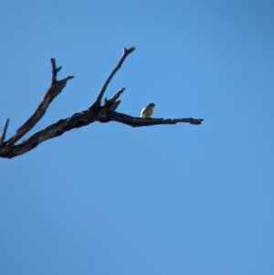 Pardalotus striatus at Bungowannah, NSW - 18 Jan 2024 09:55 AM