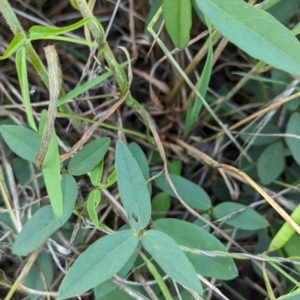 Glycine tabacina at The Pinnacle - 18 Jan 2024