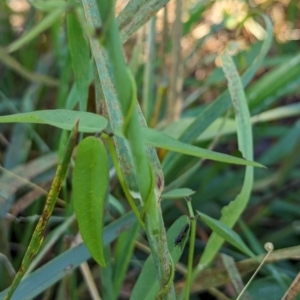 Glycine tabacina at The Pinnacle - 18 Jan 2024