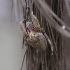 Unidentified Spider (Araneae) at Broulee Moruya Nature Observation Area - 5 Dec 2020 by LisaH
