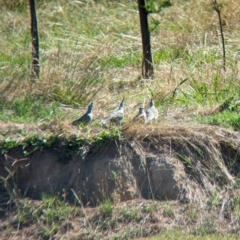 Ocyphaps lophotes (Crested Pigeon) at Bungowannah, NSW - 18 Jan 2024 by Darcy
