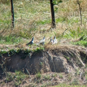Ocyphaps lophotes at Bungowannah, NSW - 18 Jan 2024 09:55 AM