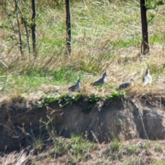 Ocyphaps lophotes at Bungowannah, NSW - 18 Jan 2024 09:55 AM