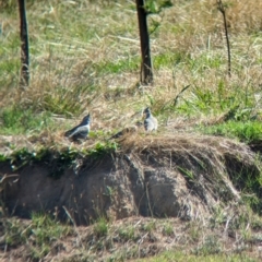 Ocyphaps lophotes at Bungowannah, NSW - 18 Jan 2024 09:55 AM