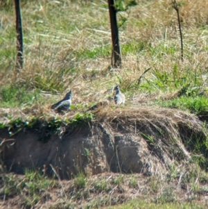 Ocyphaps lophotes at Bungowannah, NSW - 18 Jan 2024