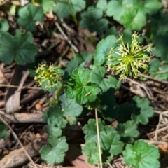 Hydrocotyle laxiflora (Stinking Pennywort) at The Pinnacle - 17 Jan 2024 by CattleDog