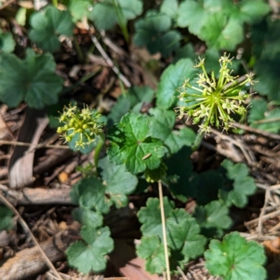 Hydrocotyle laxiflora (Stinking Pennywort) at The Pinnacle - 18 Jan 2024 by CattleDog